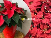 Пуансетія різдвяна