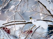 Філімонов день у 2023 році відзначається 14 грудня (раніше 27 грудня)