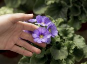 Фіалку варто періодично підживлювати