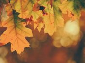 Проливные дожди и засуха: синоптик рассказал, какой будет погода в октябре