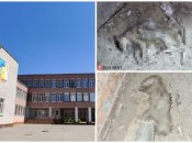 "Вмирали довго, в агонії": у школі на Дніпропетровщині кошенят замурували в підвалі