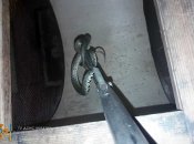 Опасная змея оказалась размером около метра