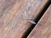 Комарам в квартире не место