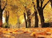 Наступает настоящая золотая осень