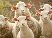 Ученые нашли простой способ продлить молодость у мужчин, но немногие решатся его испробовать