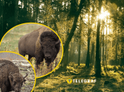 Чим відрізняється зубр від бізона