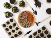 Найбільшу цінність підгодівля золою має вранці