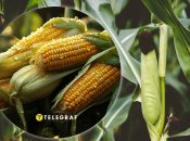 Лучший способ посадки кукурузи на участке