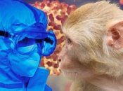 Оспа обезьян уже распространяется в Европе