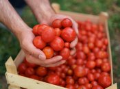 Профілактика та порятунок томатів від фітофторозу