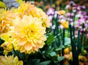 Красиві жоржини стануть окрасою саду в кінці літа та восени