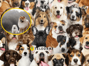 Много собак