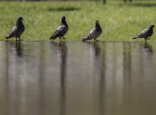 Боротися з голубами допоможе засіб, що є на кожній кухні