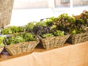 Листья салата любят солнечный свет