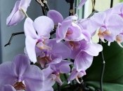 Ефективне підживлення для орхідей