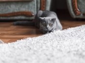 Ковер будет как новенький после такой уборки