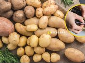Ціни на молоду картоплю в 2025