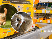 Кот в Авроре