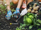 Сажайте овощи грамотно