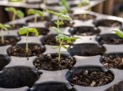 Розсада зростатиме, якщо знати кілька нюансів