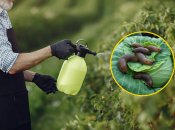 Сделайте средство от слизней своими руками