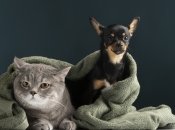 Веселий тест по картинці для гарного настрою