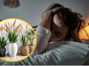 Очерет у вазі