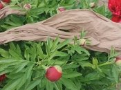 Подвяжите пионы старыми колготками