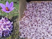 Спеція на вагу золота: як на Полтавщині почали вирощувати шафран