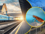 Шестилапі мандрівники у вагонах "Укрзалізниці": пасажири скаржаться на нашестя тарганів (відео)