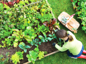 Нашатырь очень легко усваивается растениями