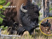 Браконьеры убили зубров