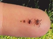 Клещи бывают разного размера, в зависимости от возраста