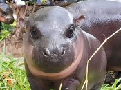 Детеныш карликового бегемота