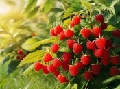 Малині не завадять додаткові поживні речовини