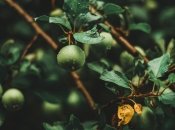 Одна з причин несвоєчасного поливу