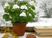 Місце біля вікна з протягами не найкраще взимку для квітів