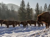 Зубры зимой