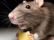 Лептоспіроз переносять гризуни