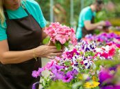 Петуния – украшения любого сада