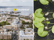 Одесскую область "радовал" краснокнижный цветок болотноцветник щитолистный