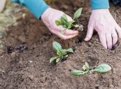 Перелік рослин, які треба посадити в землю в квітні 2024 року