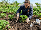 Що потрібно зробити навесні на полуничнику