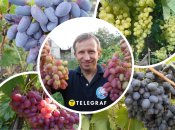 Які ультраранні сорти винограду дозрівають в Україні вже наприкінці липня