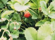 Правильный уход осенью - залог отличного урожая