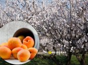 Как спасти абрикосы от заморозков – действенные способы