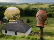 Растение вейник наземный заметили в Полтавской области