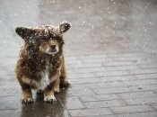 В Украине резко похолодает и местами выпадет снег: синоптик дал прогноз погоды