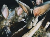 Среди наиболее уязвимых наземных видов – зайцы