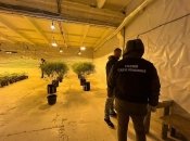 Для растений создали все условия